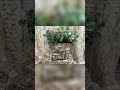 DIY Cement Planter: Fun Effects & Fairy Garden Ideas! #shorts