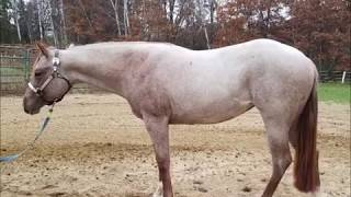 Gorgeous 2017 filly!  red roan. TRIPLE Registered!  FULL APHA 15.2 Hip screenshot 2