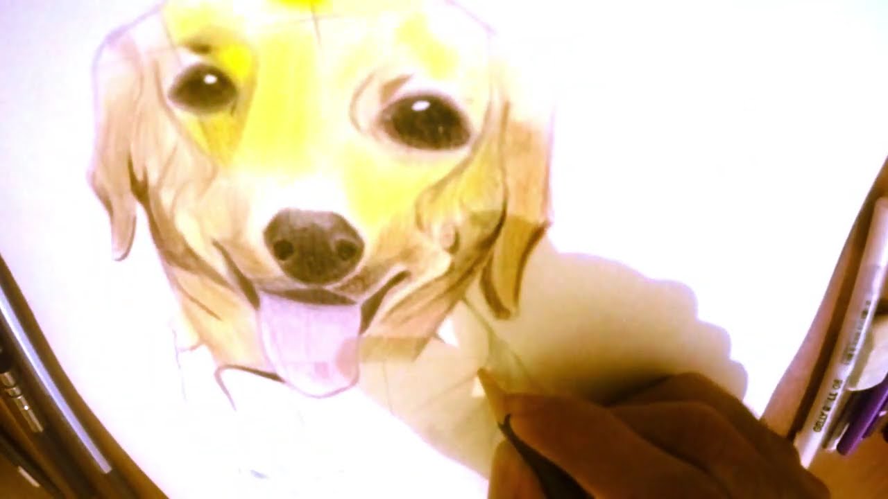 Labrador Retreview. Realistic Dog Drawing.