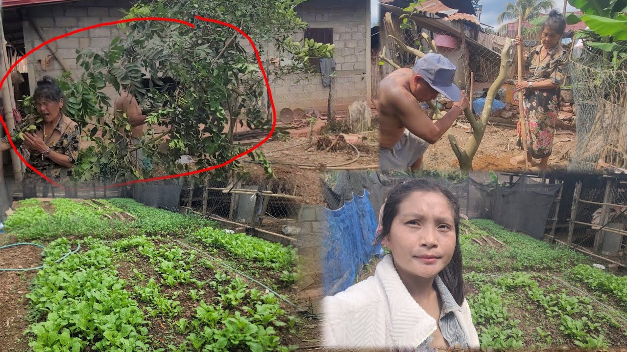 Kuv niam muaj 5 lub vaj nkaus os lub no zaub zoo tiag2 thiab muab tsob maj naus khawbcog qhov tshiab