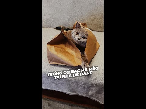 Video: Trồng cây Catnip cho mèo của bạn - Sử dụng cây Catnip để mèo vui vẻ