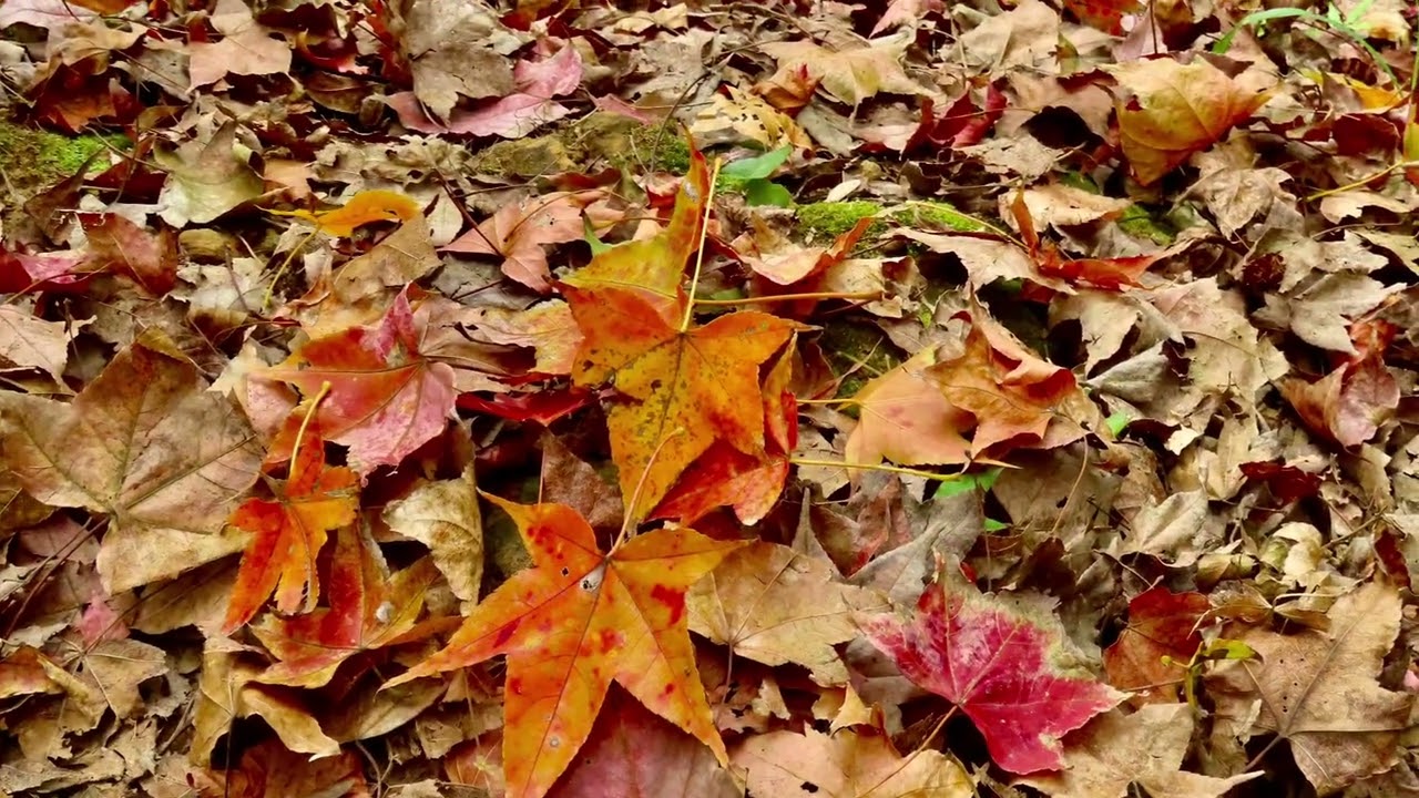 拱北殿之楓言楓語（張慧娟拍攝於20260109）