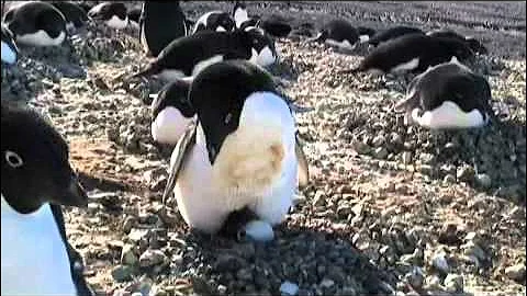 Understanding Penguin Response to Climate Change