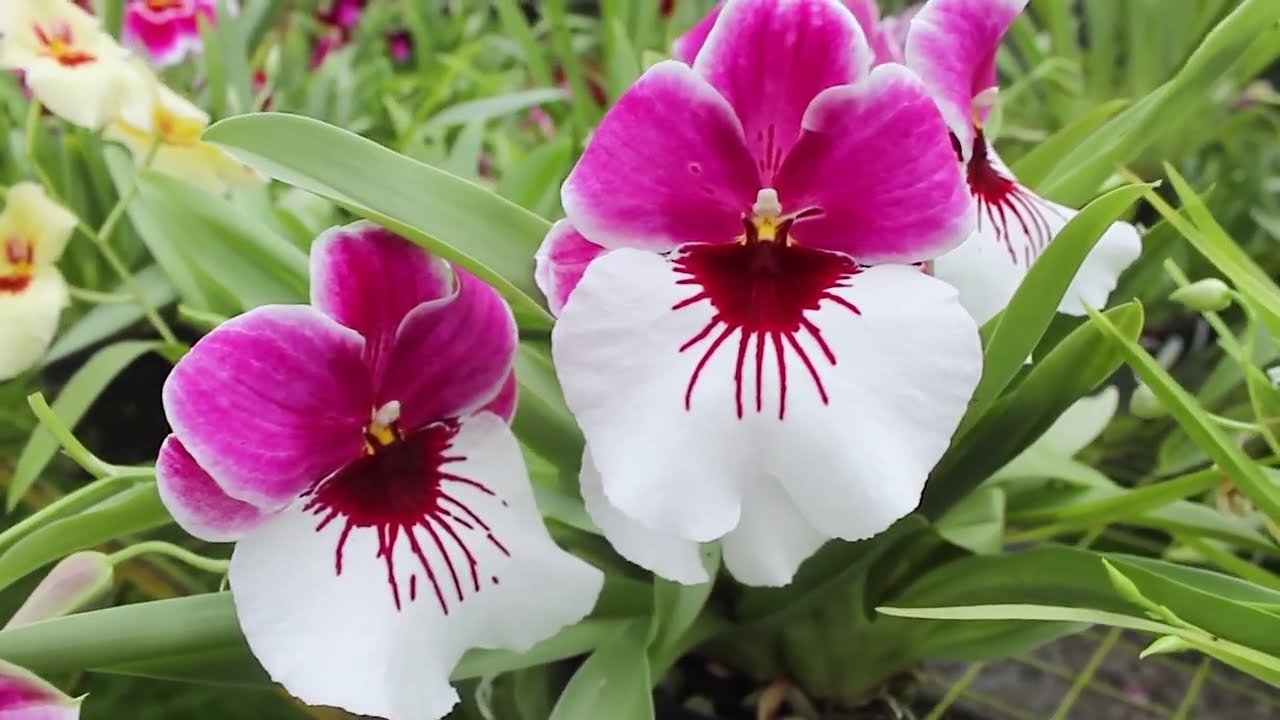 Hibridación en orquídeas Miltoniopsis - Alma del Bosque - thptnganamst.edu.vn