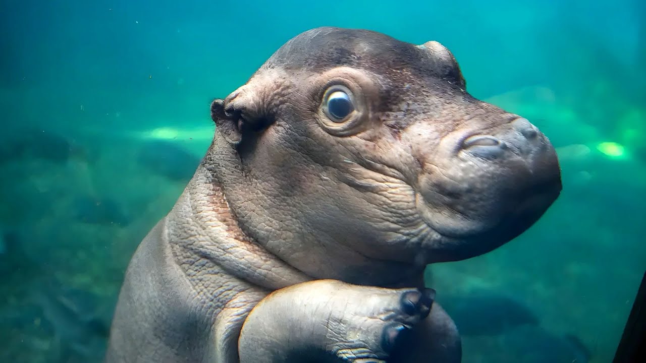 Hippopotamus 🦛 The Most Dangerous Animal On The River!