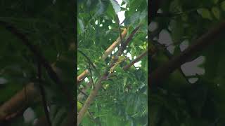 female Plum-headed Parakeet #nature #bbcearth #nationalgeographic #wildlife #animalplanet #nature