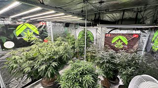 2024 First Update, Green Rush Nutrients 🏔️ Kryptonite Soil, 50 MadMacLyn Pheno Hunt, All Mesh Bags