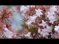 Abelia floribunda  culture et entretien