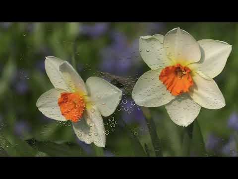 Vídeo: O que é um narciso em miniatura - como cultivar flores de narciso anões
