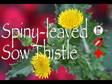 Spiny Leaved Sow Thistle: Edible & Medicinal