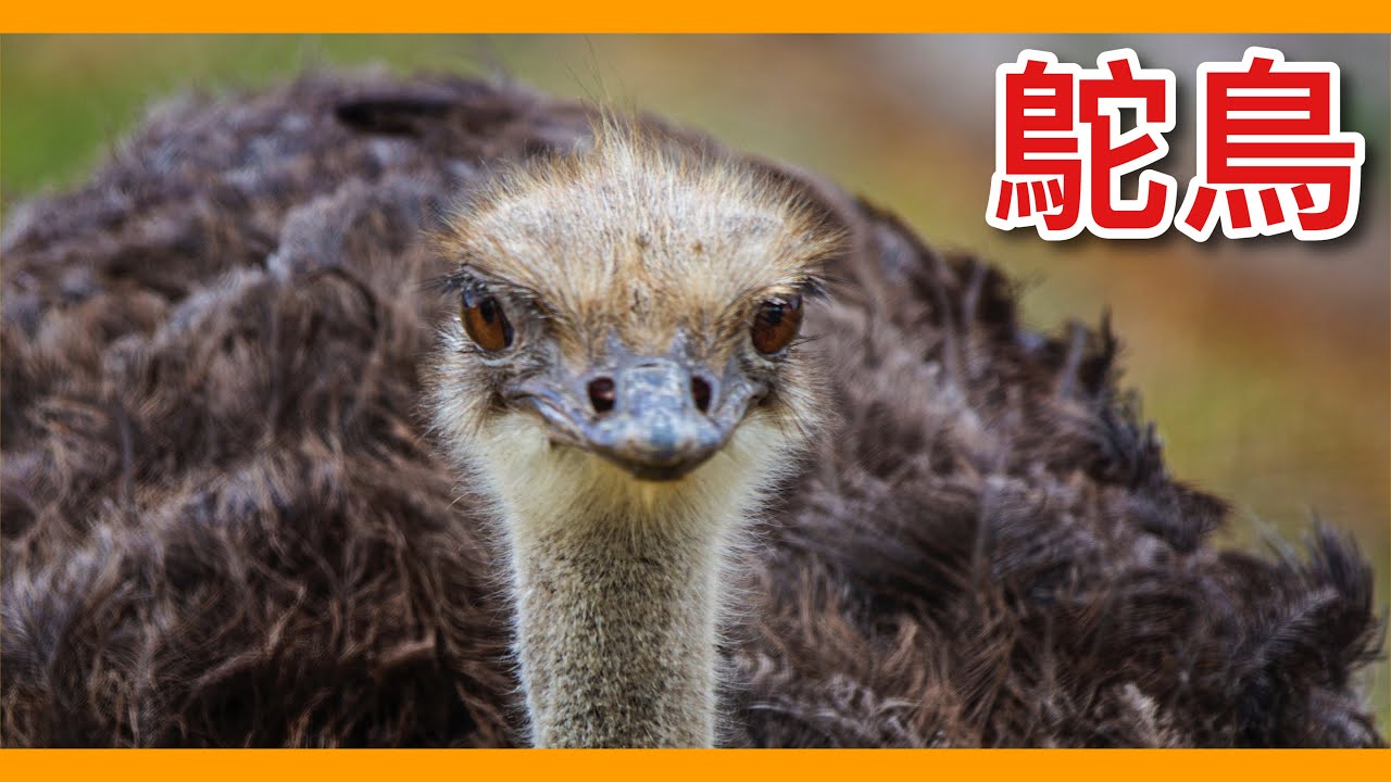 其實我們已經誤會 鴕鳥 很久了 心機超重的鳥類後宮社會秘密 動物圖鑑 Youtube
