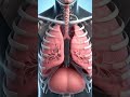 inspiration and expiration proces of lungs 🫁#youtubeshorts #youtube #youtuber #biology