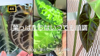 vlog | みんな元気でみんな良い 葉っぱたちはいつでも順調です