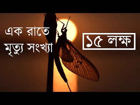 ভিডিও: উজ্জ্বল নক্ষত্রের জন্য আলোক