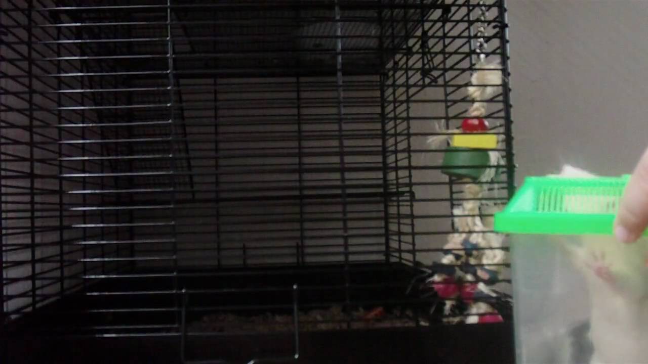 how to clean a rat cage 1 of 3 YouTube