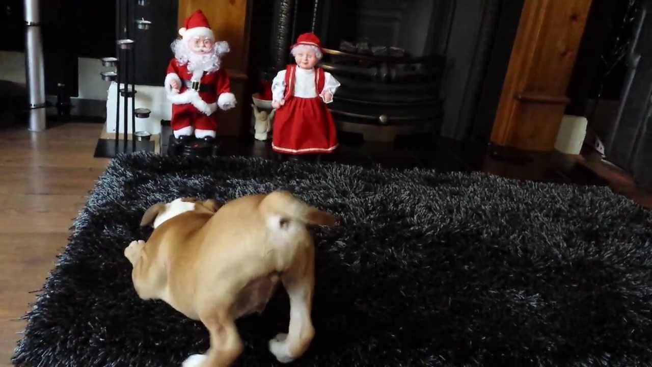 Billy Boy 12 Week Old English Bulldog Puppy Barking at Santa Claus