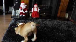 Billy Boy 12 Week Old English Bulldog Puppy Barking at Santa Claus