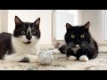 Cats get along through foil ball | Uni and Nami