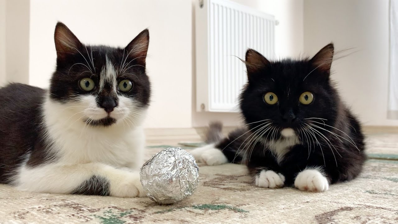 cat foil ball