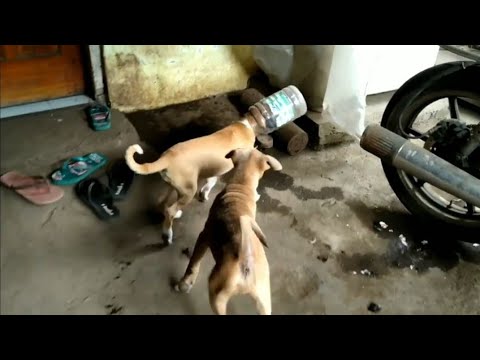 Video: Kemiringan Kepala, Disorientasi Pada Anjing