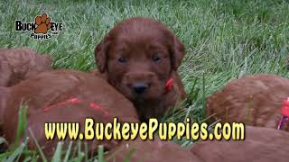 Mini Irishdoodle Puppies