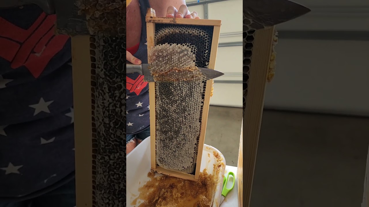 Extracting 20 lbs of honey!🐝 