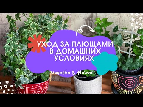 ☘️УХОД ЗА ПЛЮЩАМИ (Хедерой) в домашних условиях☘️ Мой опыт