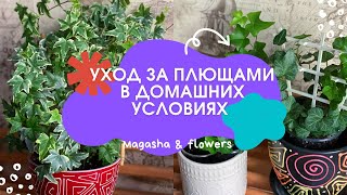 ☘️УХОД ЗА ПЛЮЩАМИ (Хедерой) в домашних условиях☘️ Мой опыт