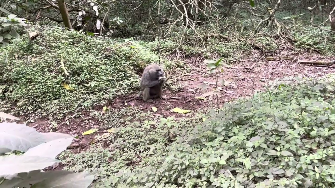 Национальный Парк Аруша