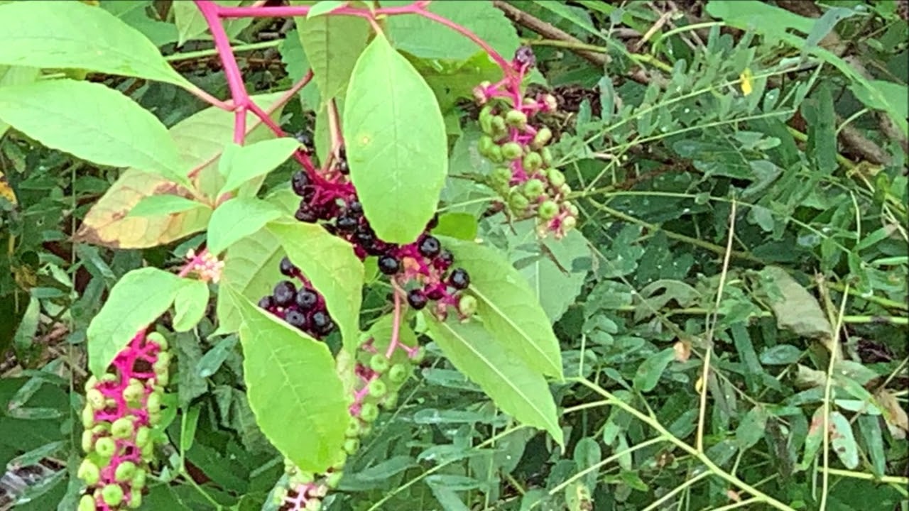 天王川の近況 YouTube