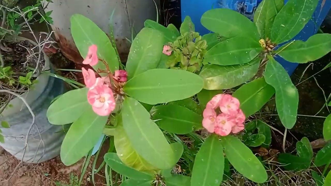 Samayal. Video  , Mutton curry , Butter Guard Gravy , Rasam