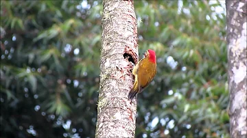 ¿Cómo se escribe el sonido de un pájaro carpintero?