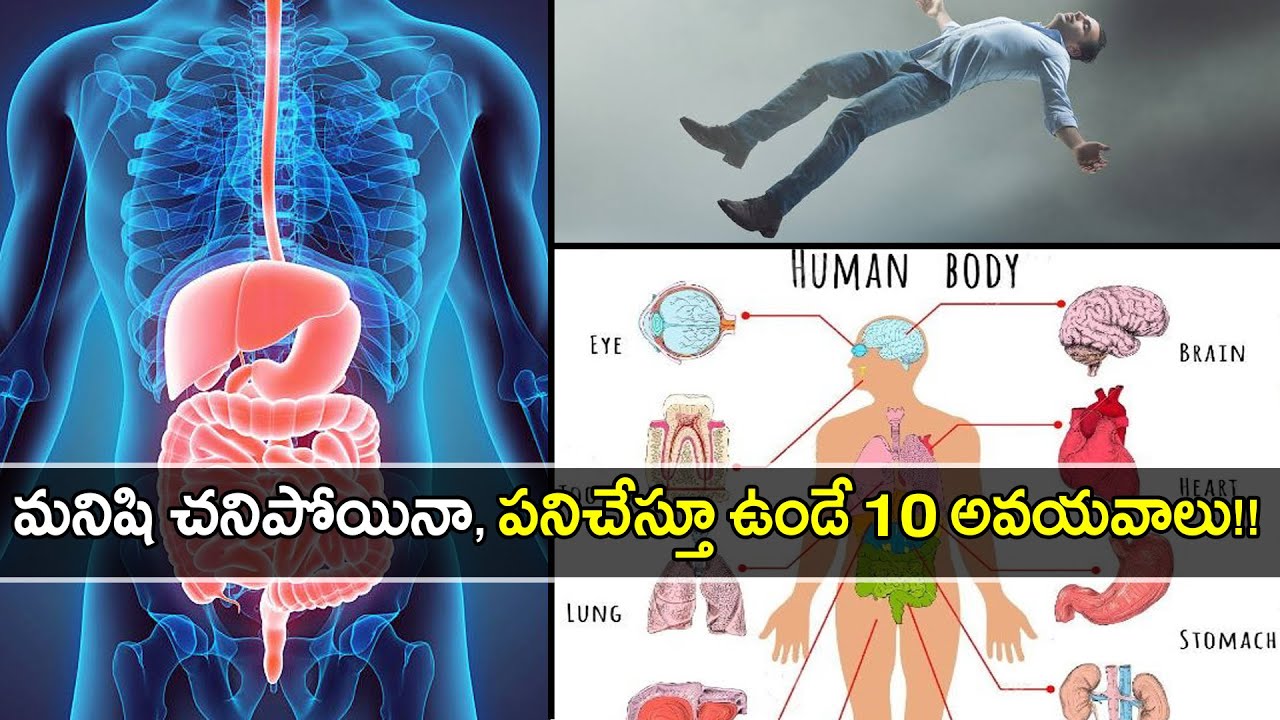Top 10 Interesting Facts About Human Organs Boldsky Telugu YouTube