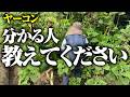 【芋を太らせる方法教えてください】今年も小さいのしかありません【ヤーコン】