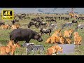 4K African Animals: Etosha National Park🌿Stunning Wildlife Footage from the Heart of Africa &amp; Piano