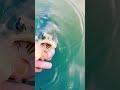 #catchandrealease #fish #shortvideo #fishingbass