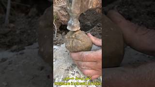 كنوز وسط صخور / كنوز_ودفائن  treasure inclosed a rocks