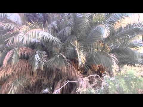 Oasis Nefta - рай в пустыне