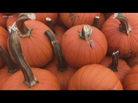 Video: Langvarig græskarplanter – Sådan forhindrer du, at græskar rådner