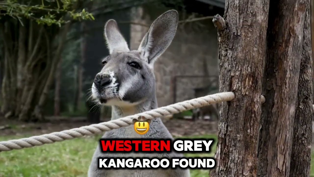 Kangaroo Habitats, Exploring the Diverse Ecosystems of Australia's Iconic Marsupials