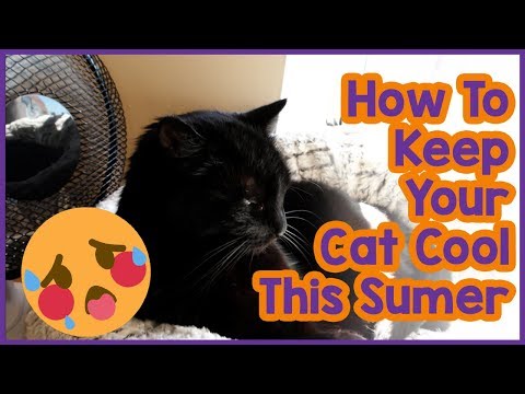 Video: 7 apšvietimo faktai apie juodas katinas