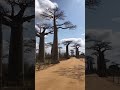 MADAGASCAR. BAOBABS. LIVE.