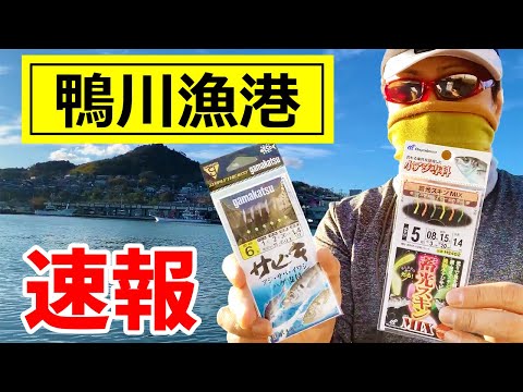 【鴨川漁港・速報！】マイワシ・アジ釣り ～サビキ釣り〜