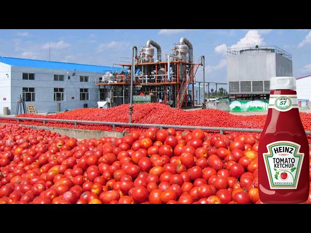 How Tomato Ketchup Is Made | Tomato Harvesting And Processing to Ketchup | Food Factory class=