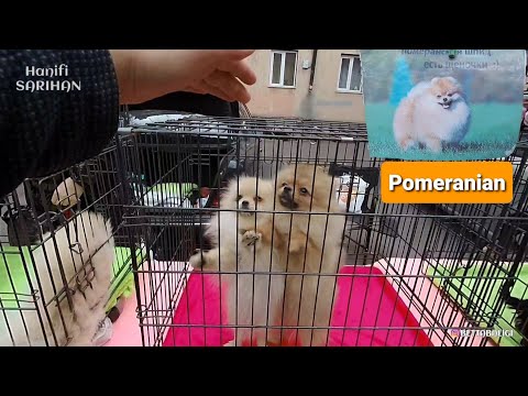 Pomeranian Boo fiyatları Odesa Ukrayna - Köpek Videoları