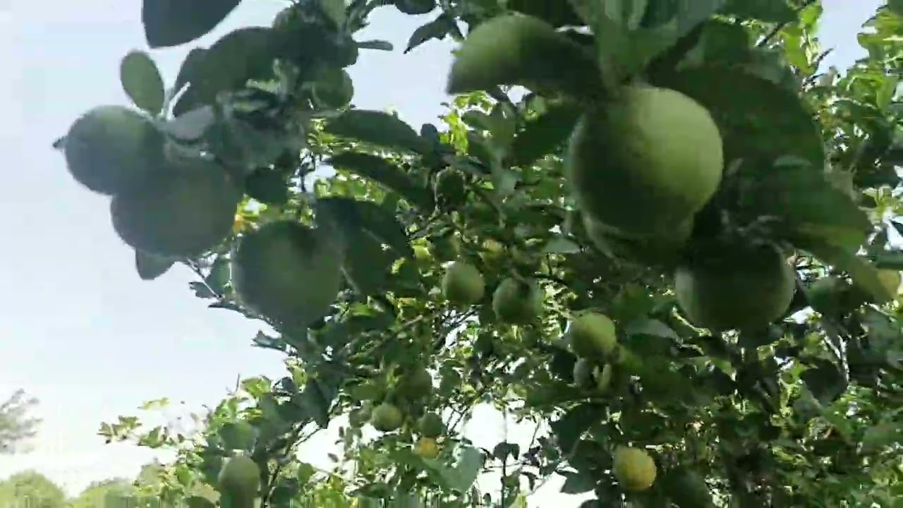 લીંબુ 🍋 #જો મિત્રો લીંબુ 🍋 #શેર કરો સસ્ક્રાઇબ લીંબુ વાડી લીંબુ જેને પણ જોતા હોય એ કોમેન્ટ કરો 