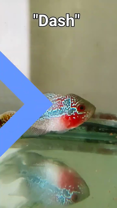 1st Month in our Aquarium | flowerhorn fish