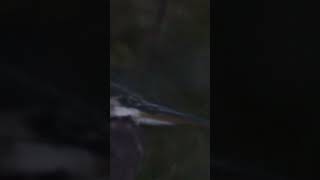 Yawning Great Blue Heron