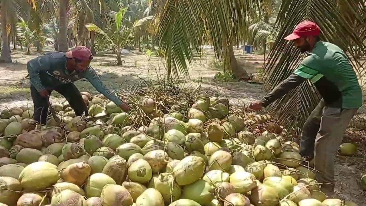 தேங்காய் தோட்டம் 