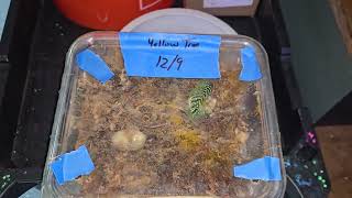 USCBB Yellow Tree Monitors hatching after 154 days of incubation.